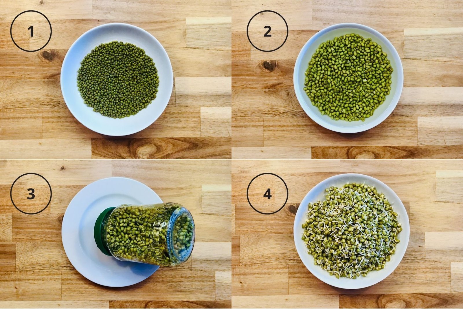 Fresh sprouts, easy to grow and nutrient-rich