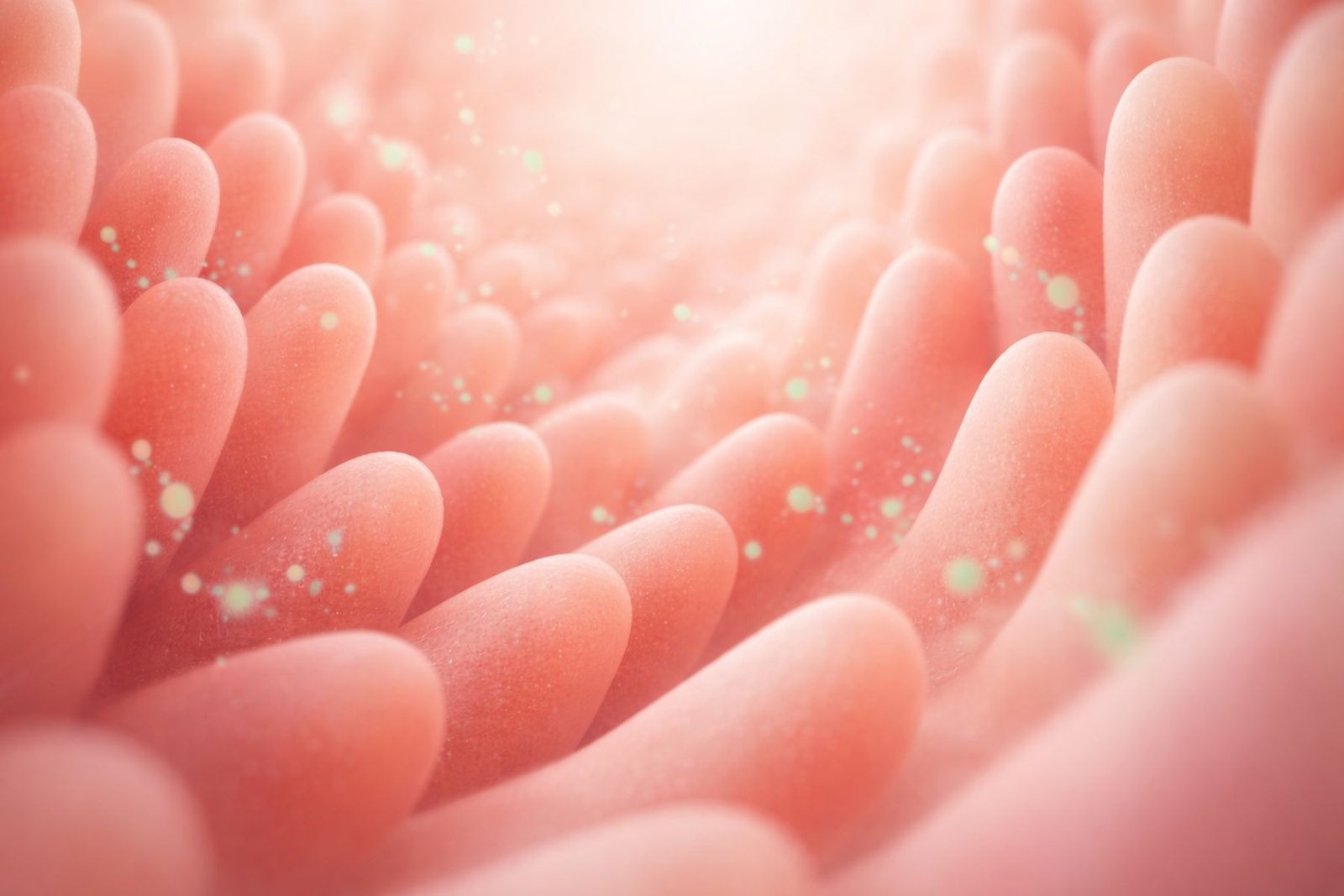 Zusammenhang zwischen Darmgesundheit und Akne verstehen